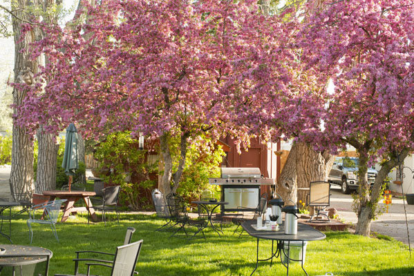 Mountain View Motel Courtyard in the Spring